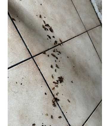 Anti cafard - 10 pcs Anti Cafards Anti Fourmis Professionnel - Double Action