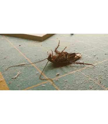 Anti cafard - Sachets anti cafards sont une solution puissante - 18 SACHETS