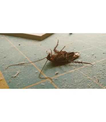 Anti cafard - Débarrassez-vous des cafards avec notre Produit insecticide - 21