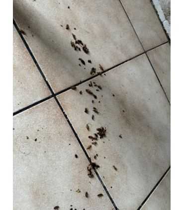 Anti cafard - Produit anti cafards - Anti insecticide puissant !